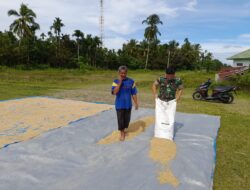 Sambangi Warga, Babinsa Kodim 0103/Aceh Utara Turut Bantu Menjemur Padi.