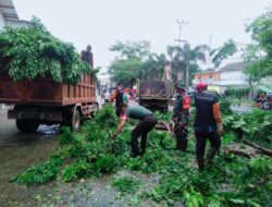 Gerak Cepat Babinsa Koramil  Sako  Evakuasi Pohon Tumbang