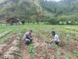 Tingkatkan Stabilitas Ekonomi Masyarakat, Babinsa Dampingi Petani Memanen Bawang.