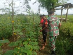 Tumbuhkan semangat, Babinsa Kodim 0103/Aceh Utara Bantu Petani Bersihkan Gulma Tanaman Timun.