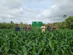 Sukseskan Program I’M Jagong Tahap ll, Babinsa Kodim 0103/Aceh Utara Pantau Perkembangan Tanaman.