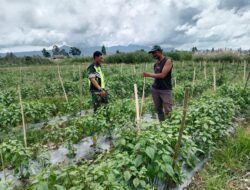 Berikan Motivasi, Babinsa Melaksanakan Komsos Dengan Petani Cabe.