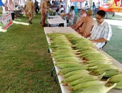 Pasar Tani yang dilaksanakan Distanbun Aceh ini bisa merangsang pelaku Usaha Mikro Kecil Menengah (UMKM).