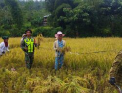 Sukseskan Program Ketahanan Pangan Nasional, Babinsa Dampingi Warga Panen Padi