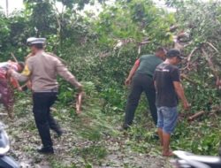 Polisi dan TNI Gotong Royong Tangani Pohon Tumbang Jalan Raya Balongbendo Sidoarjo Kembali Lancar