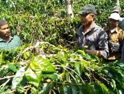Pemangkasan tanaman kopi Kebun Warga Kampung Gemboyah Kecamatan Linge,