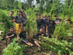 9 jam Berjalan Kaki, Kapolres Empat Lawang Temukan 2 HA Ladang Ganja