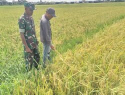 Dampingi Petani, Babinsa Kodim 0103/Aut Cek Perkembangan Tanaman Padi Milik Warga Binaan.