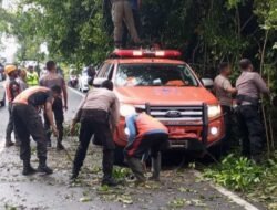 Kolaborasi Polres Tabanan dan BPBD Evakuasi Pohon Tumbang di Jalur Denpasar – Singaraja