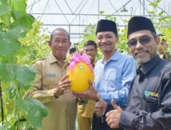 Wujudkan Inovasi Pertanian, Unisda Lamongan Panen Melon Varietas Golden Kinasih