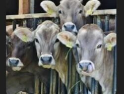 Kelompok Tani Sido Dadi Desa Muara Tenang Kecamatan Tanjung Raya Kabupaten Mesuji Di Duga Gelap Kan Bantuan Sapi Tahun 2012