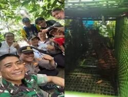 Akhir nya Harimau Sumatera Yang Memangsa Manusia Di Suoh Berhasil Di Tangkap Oleh Tim Gabungan