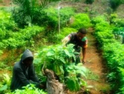 Babinsa Koramil 27/Grp Bantu Panen Cabe, Petani Ucapkan, Saya Bangga Pada TNI AD