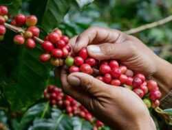 Senyum Manis Petani Kopi di Lampung Barat Yang Akan Segera Masuki Masa Panen Raya