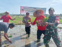 Bhabinkamtibmas Desa Beraban Ikuti Giat Gertam Padi di Subak Gebang Gading Bawah