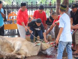 Idul Adha 2024, Polda Lampung Kurban 44 Sapi dan Kambing