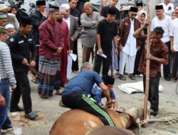 Usai Shalat Ied, Kapolres Aceh Tengah Saksikan Penyembelihan Hewan Qurban