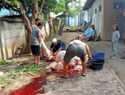 Dewan Guru SMAN 5 Kota Tangerang Qurban 1 Ekor Sapi Dan 3 Ekor Kambing Idul Adha 1445 Hijriyah
