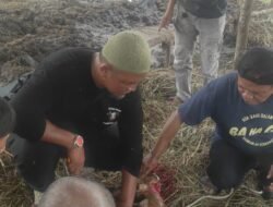 Indra Ketua Iluni Sempel Namta Sumbang 2 Ekor Sapi Dan 2 Ekor Kambing Momen Idul Adha 1445 Hijriyah