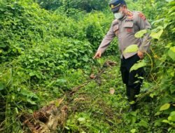 Seekor Sapi Milik Warga Indra Makmur, Aceh Timur Diduga Dimangsa Harimau