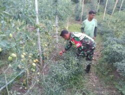 Sambangi Petani, Babinsa Berikan Motivasi Dan Semangat