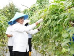 Pak “Tani” Jefridin Panen Kacang Panjang & Tanam Timun Bersama Danlantamal Batam