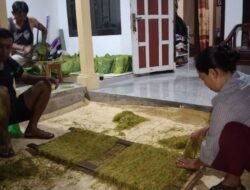 Petani Tembakau di Majalengka Sumringah Harga Tembakau dipasaran Naik.