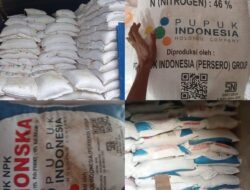 Diduga Peredaran Gelap Pupuk Subsidi Merajalela,Daerah Sei, Lilin Muba