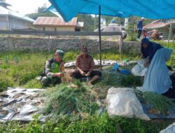 Wujud Ketahanan Pangan, Babinsa Dampingi Petani Memanen Bawang Merah