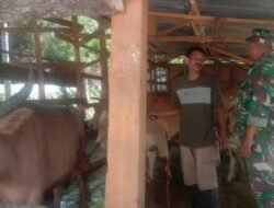 Dukung Ketahanan Pangan di Bidang Peternakan, Babinsa Sambangi Peternakan Kerbau