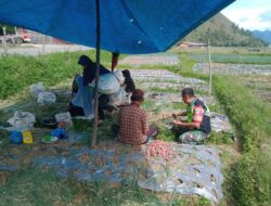 Turun Langsung Dampingi Petani, Babinsa, Bantu Memanen Bawang Merah