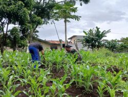 Sukseskan Ketahanan Pangan, Babinsa Bantu Petani Merawat Tanaman Jagung