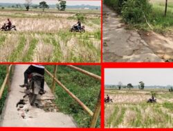 Jln Setapak dan Jembatan di Desa Danau Ceper Kec.Jejawi Yang Selelalu dilalui Masyarakat Sekitar Rusak Parah