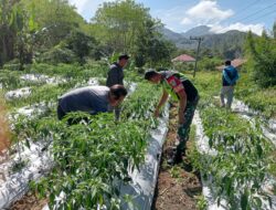 Babinsa Bantu Cek dan Merawat Tanaman Cabe Milik Petani