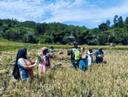 Serka Mhd Tuah Hasibuan Babinsa Koramil 05/Linge Dampingi pok Tani Singkite Desa Kute Keramil.