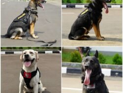 5 Anabul Andalan Pengungkap Kejahatan, dari Kasus Narkoba Hingga Lacak DPO