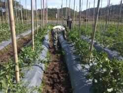 Babinsa Koramil 06/Jagong Serka Kusyadi Membantu Pengecekan Tanaman Tomato