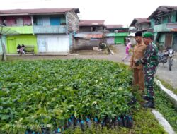 Babinsa Mengecek Bibit Kopi Bantuan Dari Dinas Pertanian