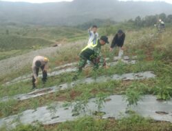 Babinsa Bantu Petani Membersihkan Gulma Pada Tanaman Cabai