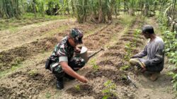 Babinsa Kodim 0103/Aceh Utara Bantu Petani Tanam Cabe.