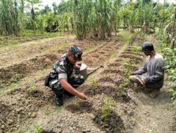 Babinsa Kodim 0103/Aceh Utara Bantu Petani Tanam Cabe.