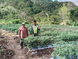Babinsa 06/Jagong Melaksanakan Pengecekan Tanaman Cabe Masyarakat.
