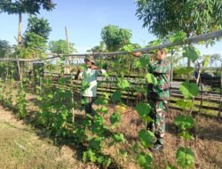 Babinsa Berikan Pendampingan pada Petani Timun Didesa Binaan.