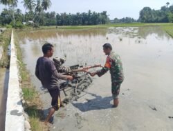 TNI Di Aceh Utara Bantu Petani Bajak Sawah.