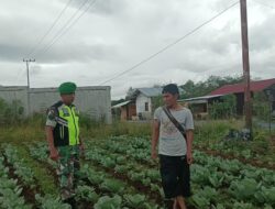 Babinsa mendukung Ketahanan Pangan Warga Desa Merah Muyang