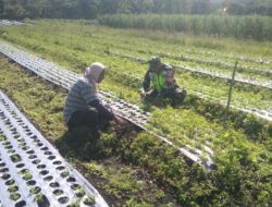 Babinsa Koramil 06/Jagong Melaksanakan Pendampingan Petani Seledri