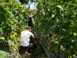 Babinsa Dampingi Petani Tomat di Desa Binaan