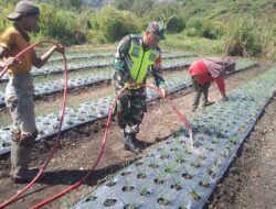 Babinsa Lakukan Pemberian Pupuk Pada Tanaman Bawang Merah.