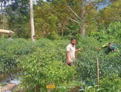 Babinsa Koramil 02/Bebesen Bantu Warga Minimalkan Dampak Serangan Virus Pada Tanaman Cabai