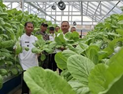 KWT Desa Selinsing Panen 90 Kilogram Sawi Hidroponik